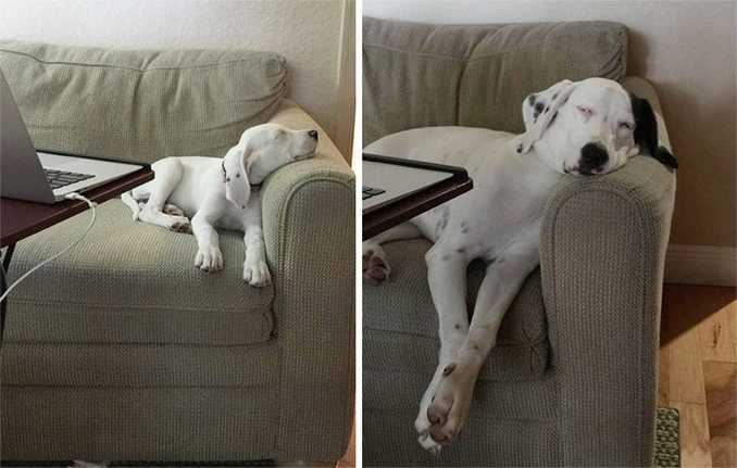 Αξιολάτρευτες φωτογραφίες σκύλων πριν και μετά την ανάπτυξή τους (23)