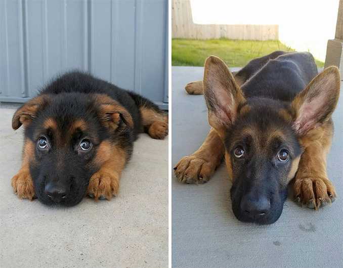 Αξιολάτρευτες φωτογραφίες σκύλων πριν και μετά την ανάπτυξή τους (24)