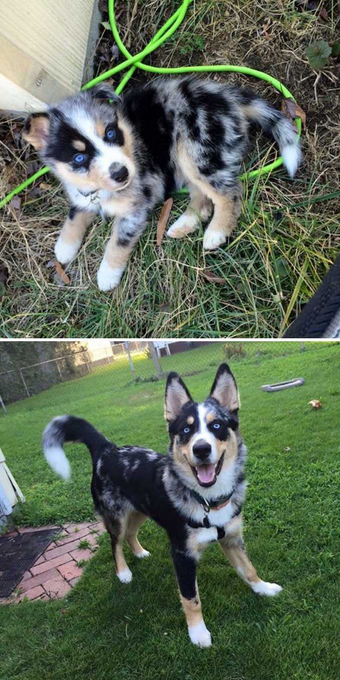 Αξιολάτρευτες φωτογραφίες σκύλων πριν και μετά την ανάπτυξή τους (29)