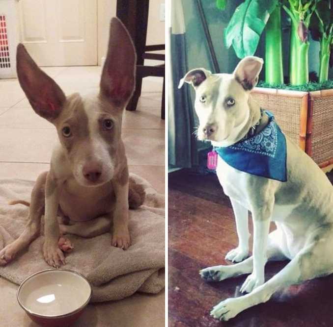 Αξιολάτρευτες φωτογραφίες σκύλων πριν και μετά την ανάπτυξή τους (33)