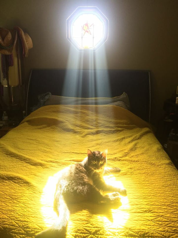 Γάτες που λατρεύουν τον ήλιο (2)