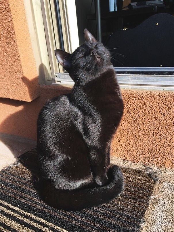 Γάτες που λατρεύουν τον ήλιο (10)
