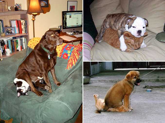 Σκύλοι που τεστάρουν την υπομονή των γατών (3)