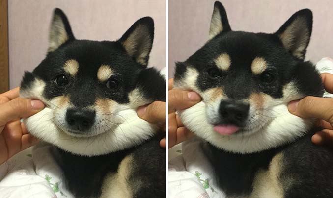 Σκύλοι με μάγουλα που είναι αδύνατον να μην ζουλήξεις (26)