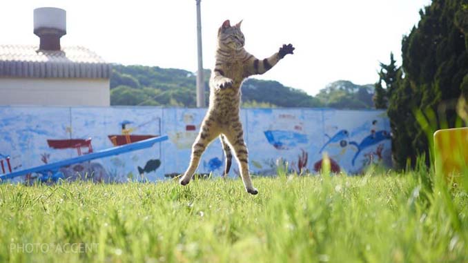 Φωτογράφος απαθανατίζει γάτες Ninja (4)