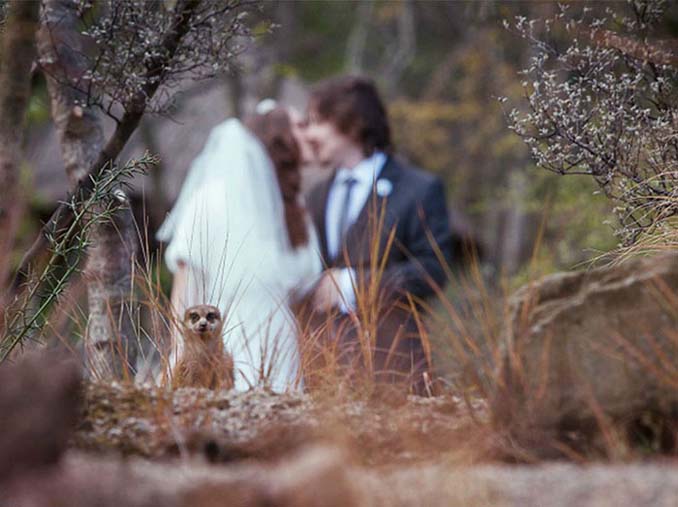 Ξεκαρδιστικά photobombings σε φωτογραφίες γάμων (12)