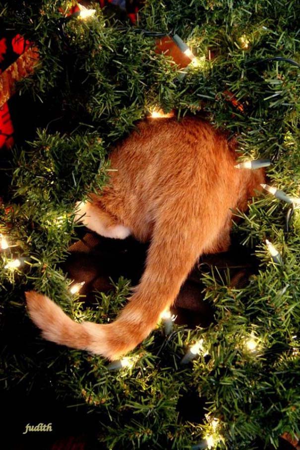 Γάτες και χριστουγεννιάτικα δέντρα - Μια ολέθρια σχέση (3)