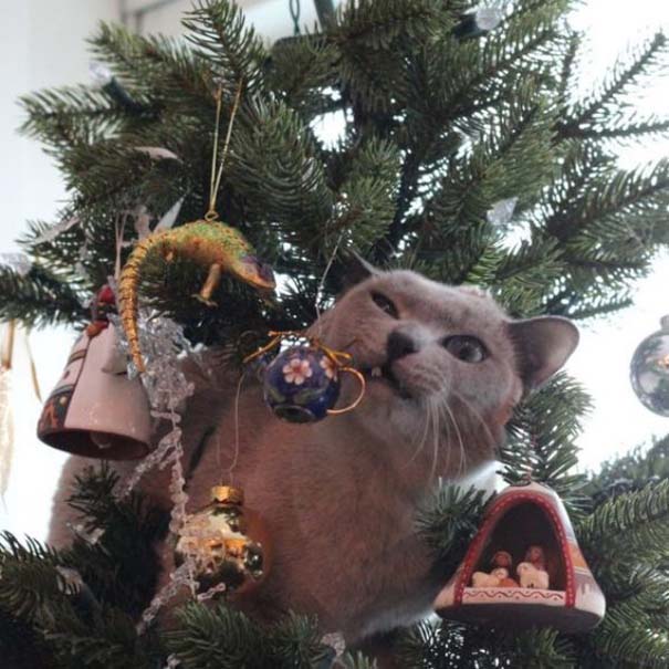 Γάτες και χριστουγεννιάτικα δέντρα - Μια ολέθρια σχέση (4)