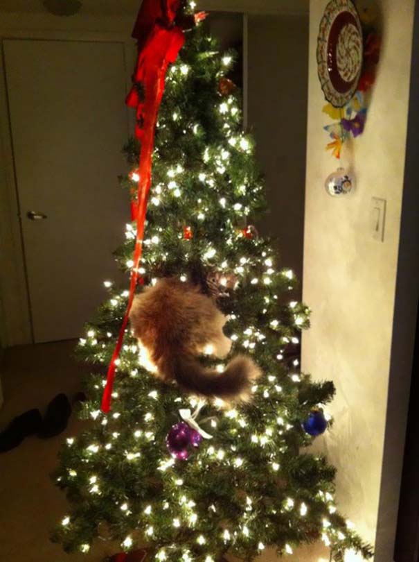 Γάτες και χριστουγεννιάτικα δέντρα - Μια ολέθρια σχέση (7)