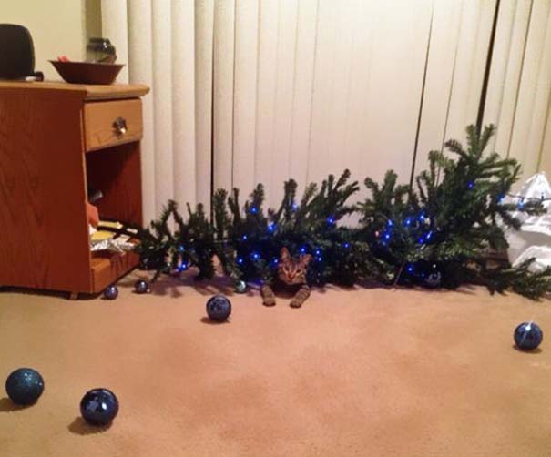 Γάτες και χριστουγεννιάτικα δέντρα - Μια ολέθρια σχέση (8)