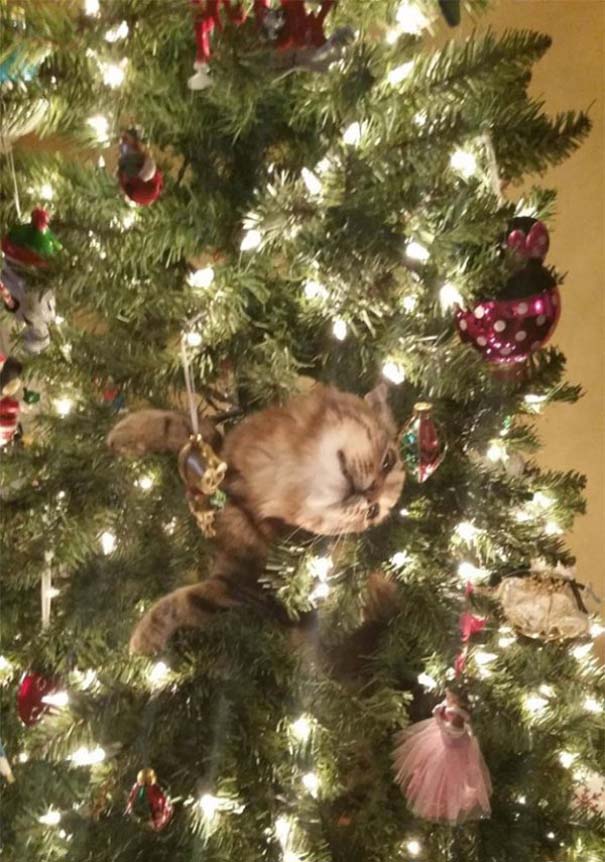 Γάτες και χριστουγεννιάτικα δέντρα - Μια ολέθρια σχέση (9)