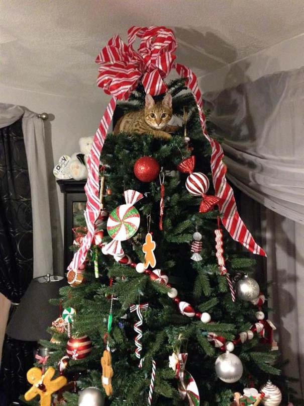 Γάτες και χριστουγεννιάτικα δέντρα - Μια ολέθρια σχέση (11)