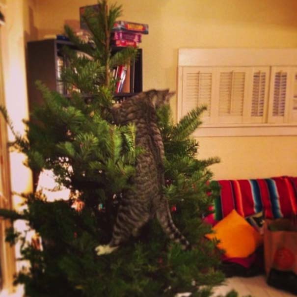 Γάτες και χριστουγεννιάτικα δέντρα - Μια ολέθρια σχέση (12)