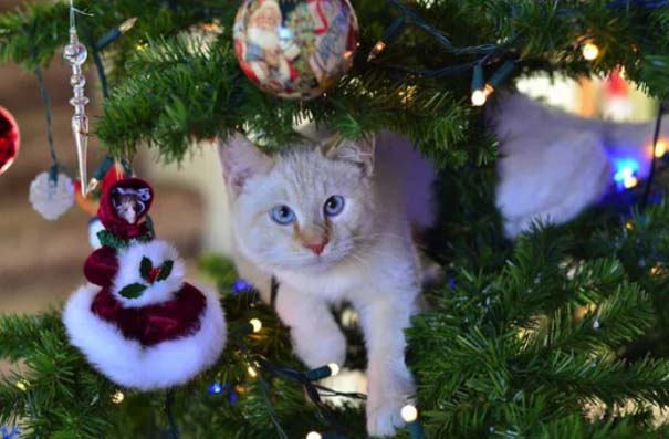 Γάτες και χριστουγεννιάτικα δέντρα - Μια ολέθρια σχέση (13)