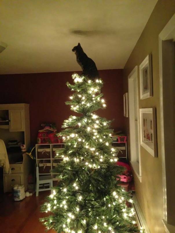 Γάτες και χριστουγεννιάτικα δέντρα - Μια ολέθρια σχέση (14)