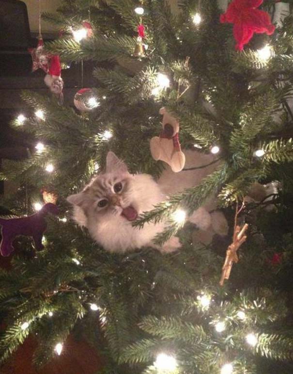 Γάτες και χριστουγεννιάτικα δέντρα - Μια ολέθρια σχέση (16)