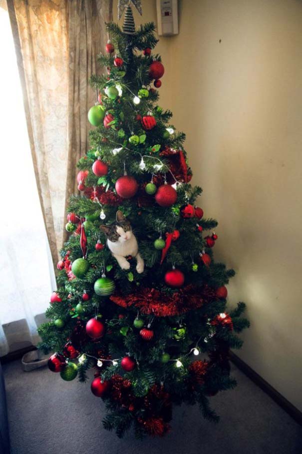 Γάτες και χριστουγεννιάτικα δέντρα - Μια ολέθρια σχέση (17)