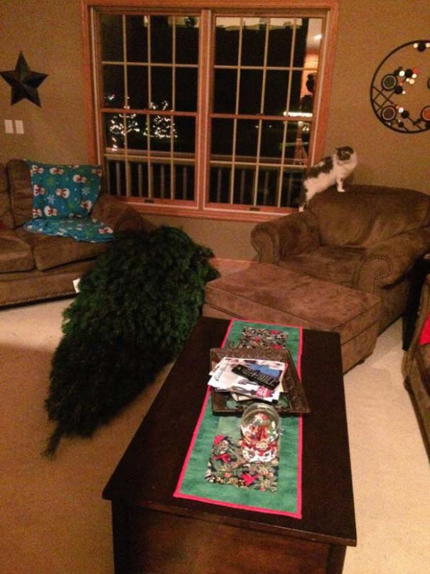 Γάτες και χριστουγεννιάτικα δέντρα - Μια ολέθρια σχέση (18)