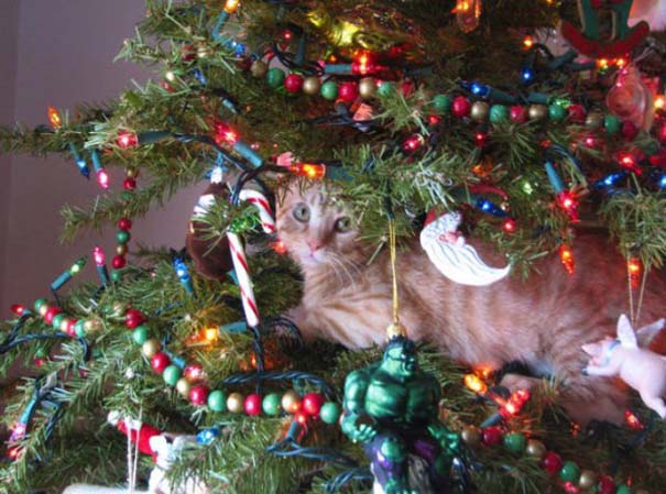 Γάτες και χριστουγεννιάτικα δέντρα - Μια ολέθρια σχέση (19)