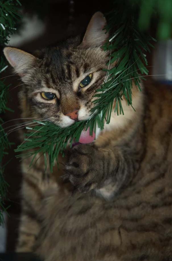 Γάτες και χριστουγεννιάτικα δέντρα - Μια ολέθρια σχέση (20)
