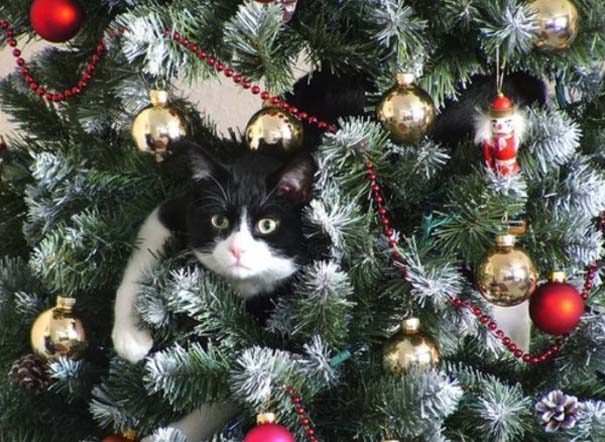 Γάτες και χριστουγεννιάτικα δέντρα - Μια ολέθρια σχέση (21)