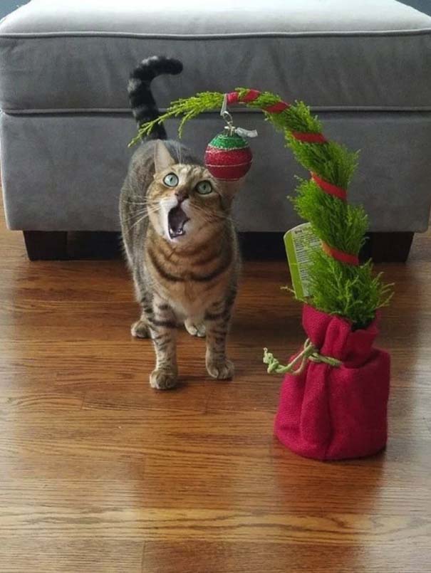 Γάτες και χριστουγεννιάτικα δέντρα - Μια ολέθρια σχέση (22)
