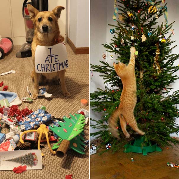 Κατοικίδια που προσπάθησαν να καταστρέψουν τα Χριστούγεννα (2)