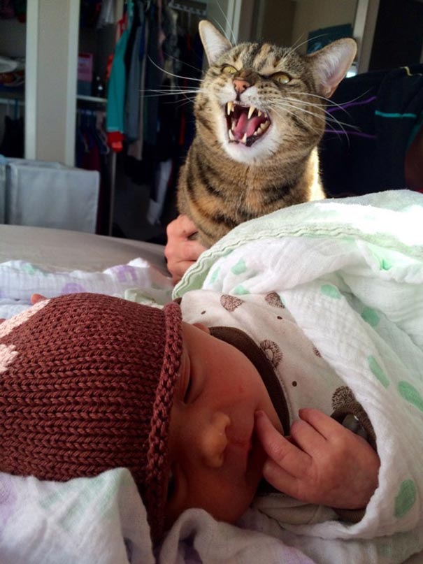 Συστήνοντας το νεογέννητο στην γάτα | Φωτογραφία της ημέρας