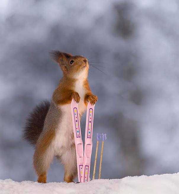 Αυτοί οι σκίουροι είναι έτοιμοι για τους χειμερινούς Ολυμπιακούς Αγώνες (4)