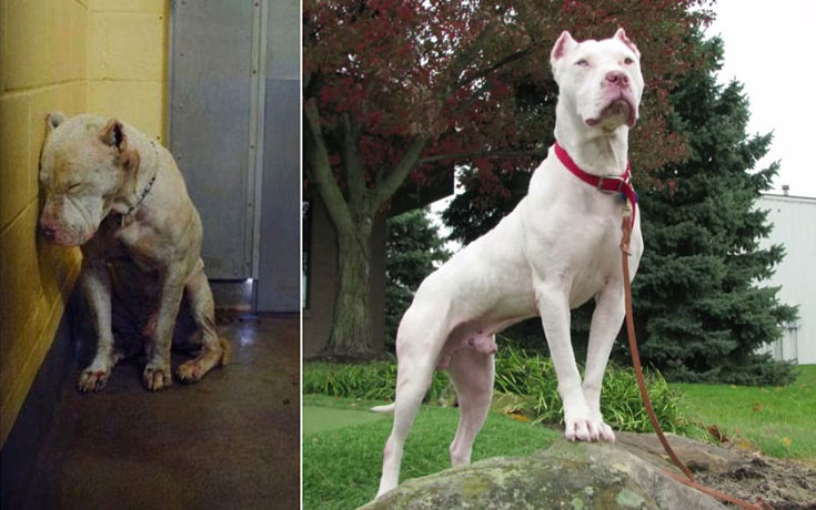 Φωτογραφίες σκύλων πριν και μετά την υιοθεσία που θα σας κάνουν να λιώσετε (1)