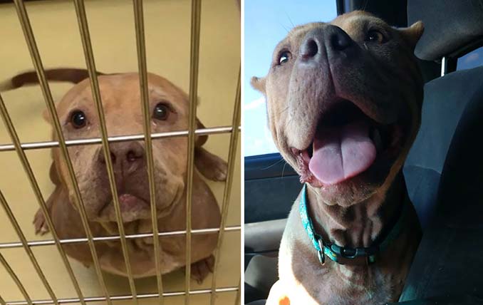 Φωτογραφίες σκύλων πριν και μετά την υιοθεσία που θα σας κάνουν να λιώσετε (3)