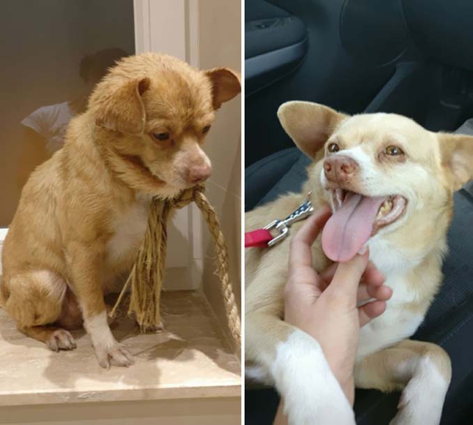 Φωτογραφίες σκύλων πριν και μετά την υιοθεσία που θα σας κάνουν να λιώσετε (4)