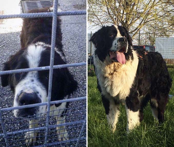 Φωτογραφίες σκύλων πριν και μετά την υιοθεσία που θα σας κάνουν να λιώσετε (11)