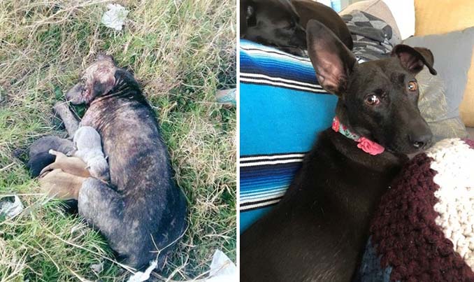 Φωτογραφίες σκύλων πριν και μετά την υιοθεσία που θα σας κάνουν να λιώσετε (12)