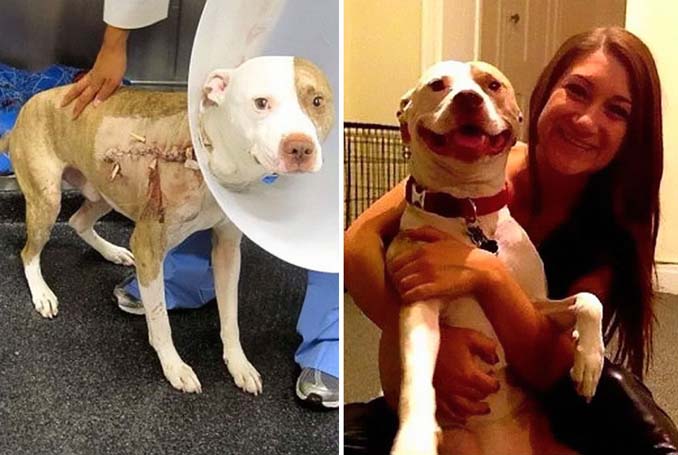 Φωτογραφίες σκύλων πριν και μετά την υιοθεσία που θα σας κάνουν να λιώσετε (14)