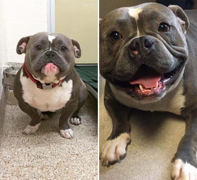 Φωτογραφίες σκύλων πριν και μετά την υιοθεσία που θα σας κάνουν να λιώσετε (15)