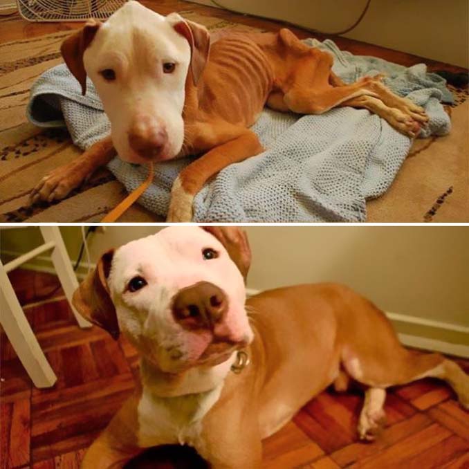 Φωτογραφίες σκύλων πριν και μετά την υιοθεσία που θα σας κάνουν να λιώσετε (22)