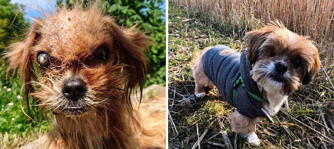 Φωτογραφίες σκύλων πριν και μετά την υιοθεσία που θα σας κάνουν να λιώσετε (23)