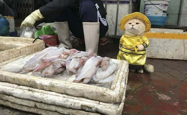 Γάτα που πουλάει ψάρια στο Βιετνάμ έγινε η νέα σταρ του Internet (1)