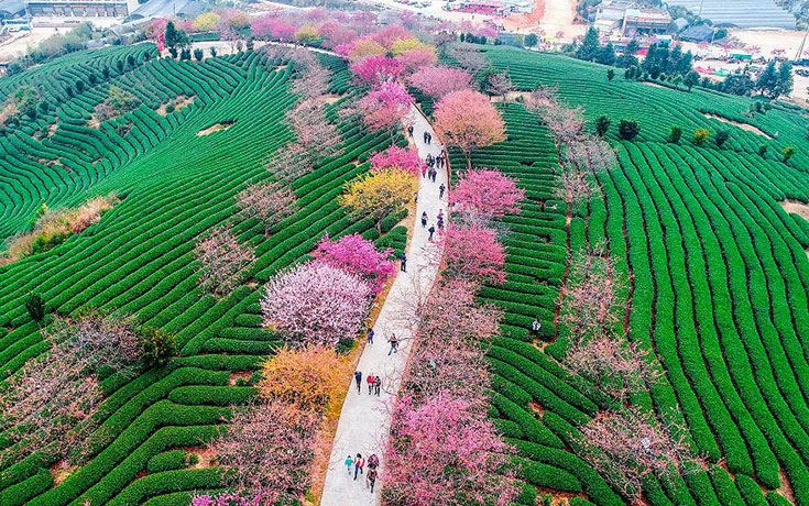 Οι κερασιές στην Κίνα μόλις άνθισαν και το θέαμα είναι μαγευτικό (1)