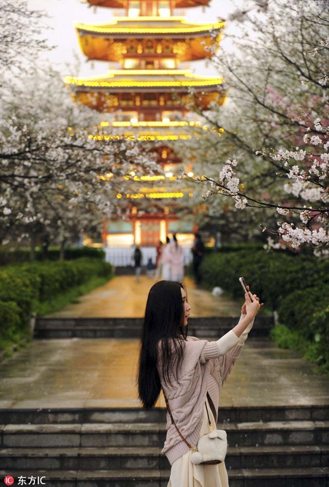 Οι κερασιές στην Κίνα μόλις άνθισαν και το θέαμα είναι μαγευτικό (3)