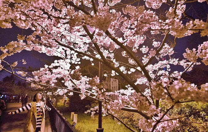Οι κερασιές στην Κίνα μόλις άνθισαν και το θέαμα είναι μαγευτικό (6)