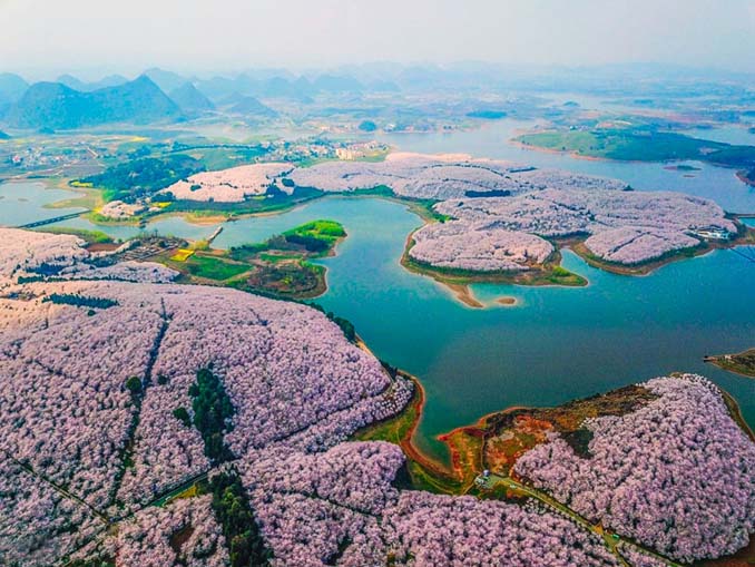 Οι κερασιές στην Κίνα μόλις άνθισαν και το θέαμα είναι μαγευτικό (7)
