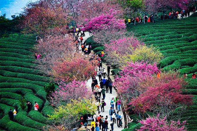 Οι κερασιές στην Κίνα μόλις άνθισαν και το θέαμα είναι μαγευτικό (8)