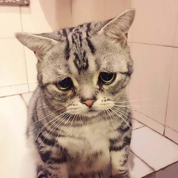 Luhu, ίσως η πιο λυπημένη γάτα στον κόσμο (2)