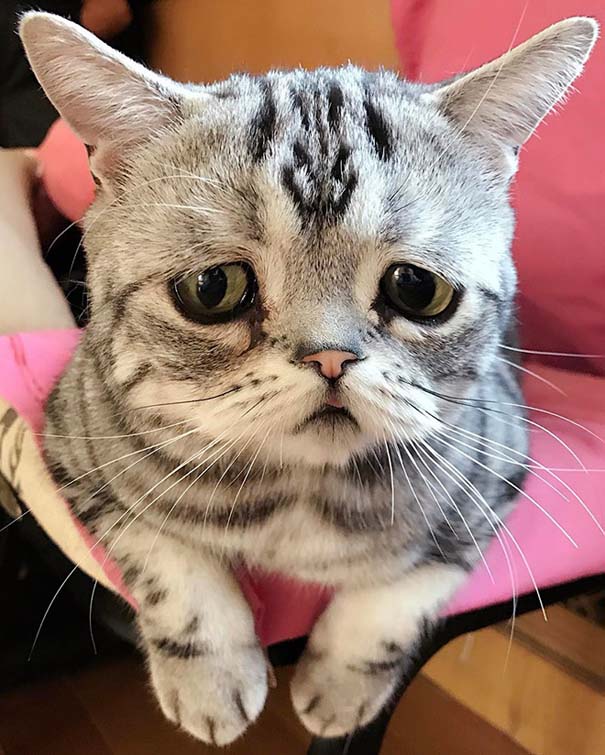 Luhu, ίσως η πιο λυπημένη γάτα στον κόσμο (5)