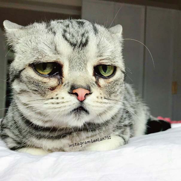 Luhu, ίσως η πιο λυπημένη γάτα στον κόσμο (6)