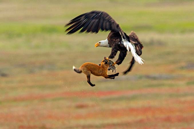 Φωτογράφος κατέγραψε την επική μάχη ανάμεσα έναν αετό και μια αλεπού για ένα κουνέλι (1)