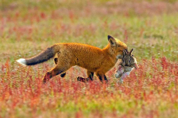 Φωτογράφος κατέγραψε την επική μάχη ανάμεσα έναν αετό και μια αλεπού για ένα κουνέλι (2)