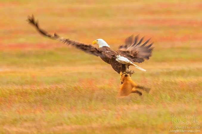 Φωτογράφος κατέγραψε την επική μάχη ανάμεσα έναν αετό και μια αλεπού για ένα κουνέλι (3)